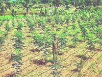 5.5 cr saplings planted under ‘Smriti Van Yojana’