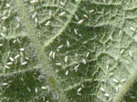 Whitefly sting gets sharper, panicky farmers uproot crop
