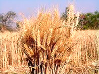 India urges UN to push use of millets to combat hunger, climate change
