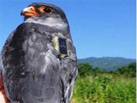 Nagaland awaits Amur falcons from Mongolia