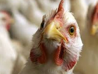 Poultry Farms Off-limits for Animal Husbandry Dept