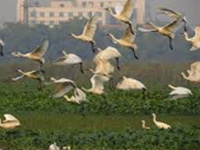 Avian flu: 942 birds culled, surveillance to continue