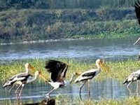 Birds poaching rampant in rural areas
