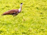 Great Indian Bustard: In greater danger than tiger in country