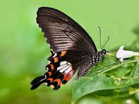 Sattari gets a glimpse of endemic butterflies