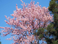 Climate change the villain for late cherry blossoms