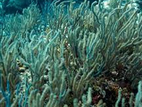 Corals may be more resilient to climate change