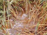 Unseasonal rain washes away farmers’ hopes