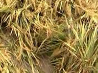 5 farmers die due to 'shock' over crop loss in UP