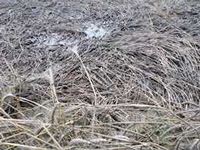 फसल की रही-सही बर्बादी देख सदमे से निकला 61 किसानों का दम  
