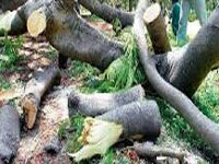 Illegal felling: Forest minister visits Koti forest range