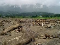 100 trees illegally felled in Indirapuram