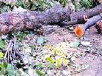 Authorized tree officers absent, illegal felling becomes the norm