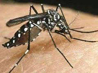 Dengue assumes epidemic proportions at Puthupady