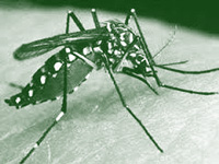 Doctors suspect a new dengue genetic variant  