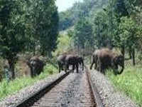 Rs 100 crore project to stop elephant deaths