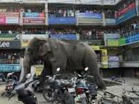 82 people killed, 55 injured in elephant attacks in Odisha, says Minister