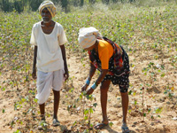 Maharashtra saw 3,228 farmer suicides in 2015