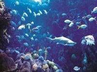 Biodiversity protects fish from global warming