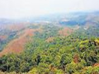 Green cover battling for survival in Karnataka