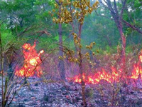 Forest fires envelope Kullu with dense smog, temperature rises