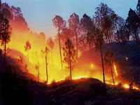 Battleground Uttarakhand: No forest cover in poll speak