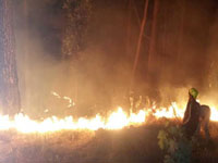 Fire in Kasauli forests halts two trains