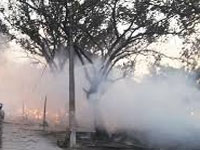Thousands of trees destroyed in Mathura violence