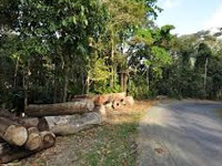 NGT slams councillor for cutting trees