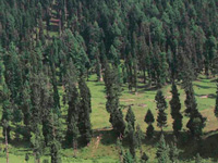Protecting forests necessary to conserve environment
