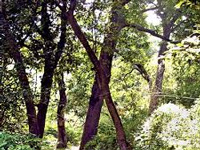 Himachal Pradesh has 4.8% of India's forest cover