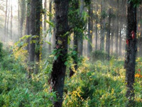 Environment Committee seeks stringent steps to protect forest cover, natural resources