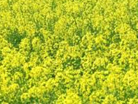 Farmers rally against GM mustard