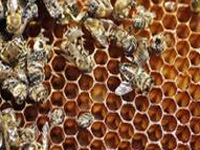 Bee population up after last Ice Age: Study