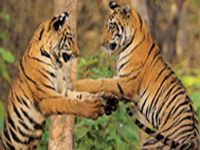 India lost 64 tigers in 2014