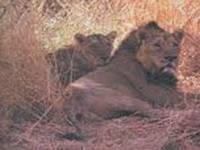 Last hope of stopping lion transfer dashed