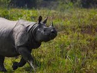 Cry for India, Bhutan joint patrol to curb poaching at Assam's Manas park