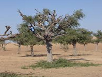 Khejri trees fast declining in desert dists, says CAZRI