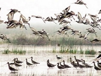 Chilika Lake fights for survival