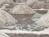 Cancel allotments of salt pans in Sambhar Lake: NGT