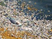 Fish found dead in Ulsoor lake, stench fills the air  