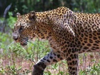 A leopard safari near Dehradun soon