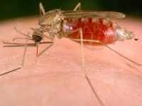 Spurt in malaria cases alarms health officials
