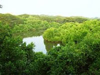 Mandovi bridge will destroy mangroves, to ‘a certain extent’: EIA report
