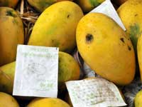 Nipah virus scare hits mango export business across Karnataka