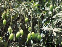 3 villages in Tirupur to take up organic mango farming