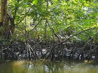 Slum lords encroach Kandivali mangroves, govt apathetic