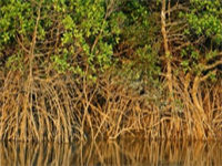 Report on Sundarbans filed before NGT