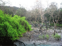 Climate change kills off huge swathes of Australian mangroves