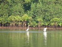 Filling Chimbel’s mangroves may lead to future floods